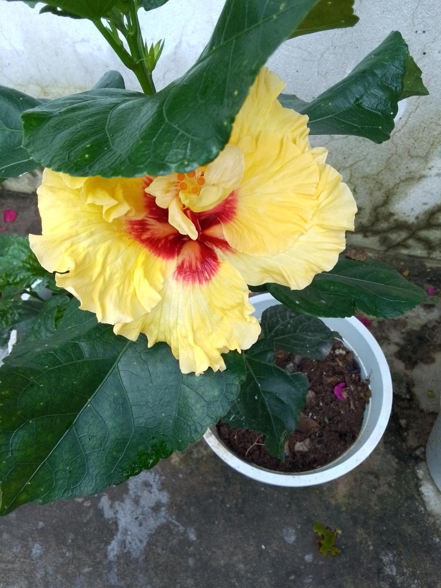 إيلا Charming View Homestay الغرفة الصورة
